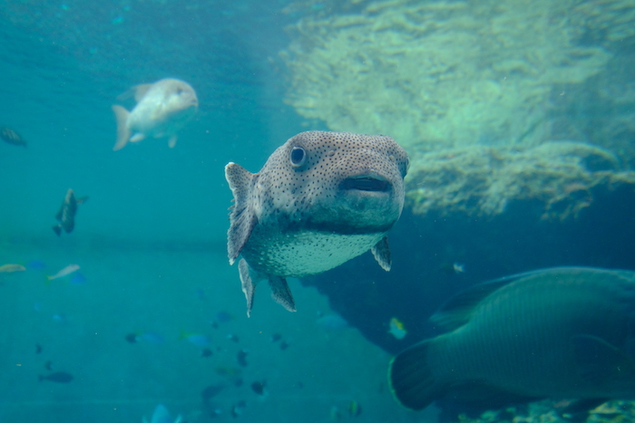 美ら海水族館　フグ