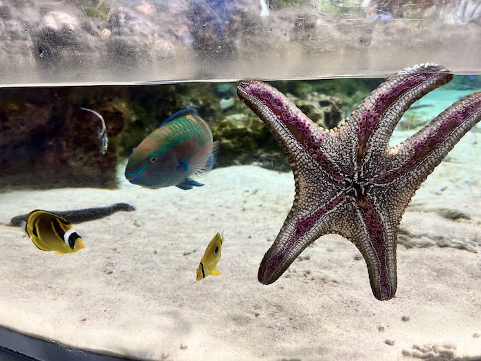 美ら海水族館　ヒトデ