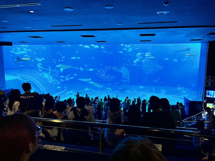 美ら海水族館　大水槽