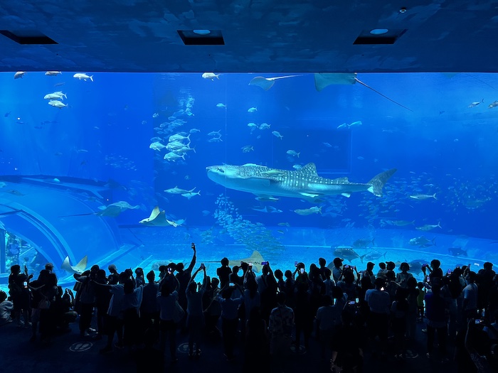 美ら海水族館　大水槽