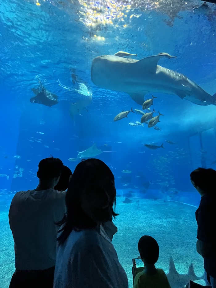 美ら海水族館　ジンベエ