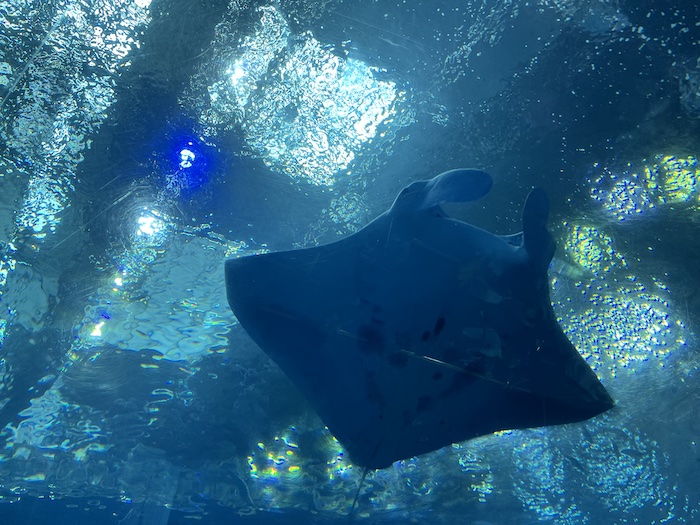 美ら海水族館　マンタ