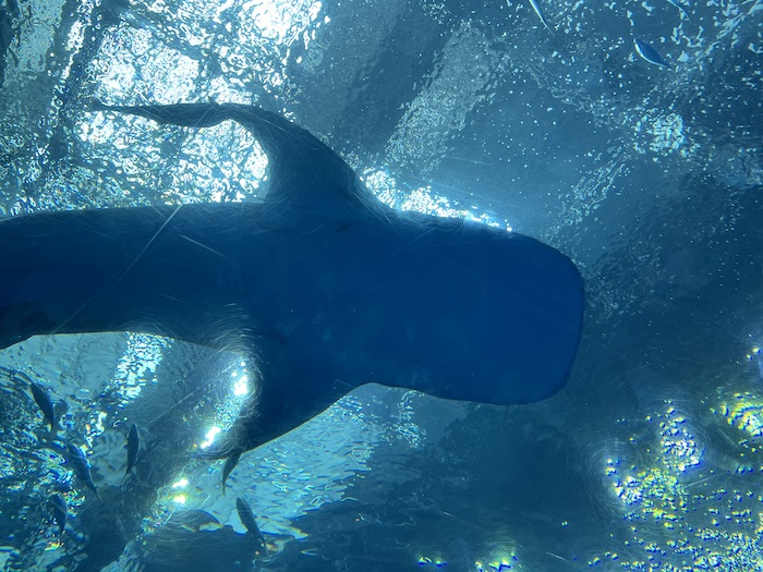 美ら海水族館　ジンベエザメ