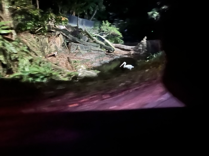 シンガポール ナイトサファリ ペリカン