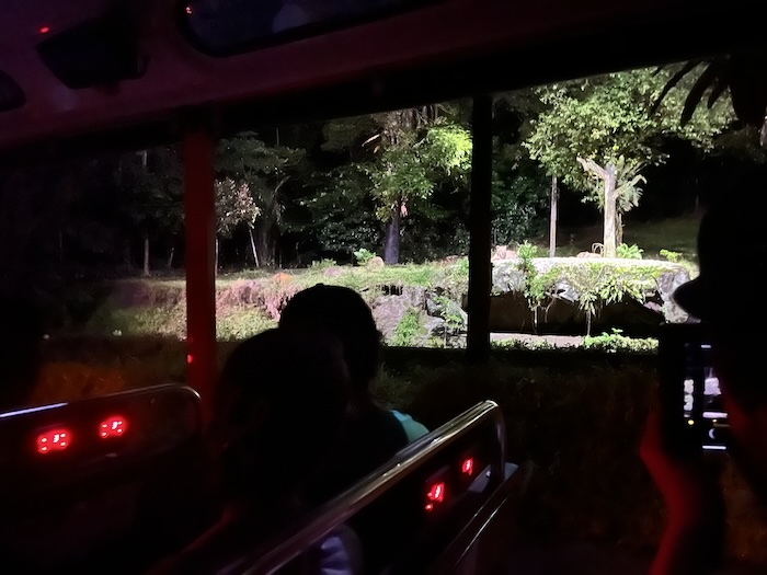 シンガポール ナイトサファリ トラムからライオン