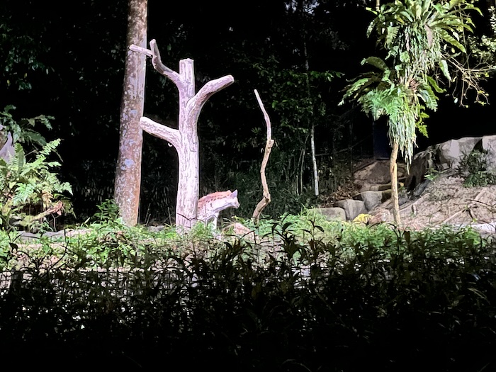 シンガポール ナイトサファリ ハイエナ