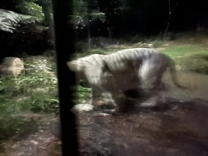 シンガポール ナイトサファリ ホワイトタイガー